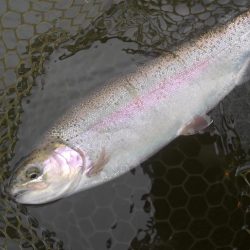 大安トラウトレイク 釣果